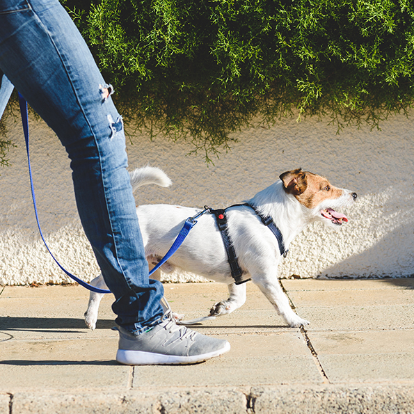 A importância de passear com seu cão